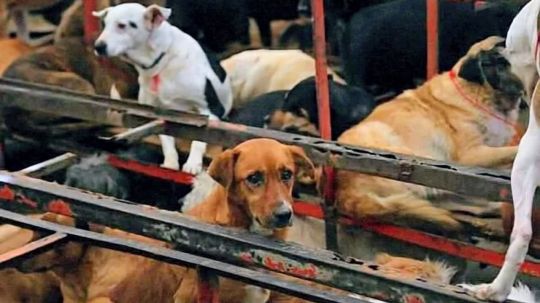 ¿Podría Tlaxcala enfrentar una crisis como la del refugio Franciscano?