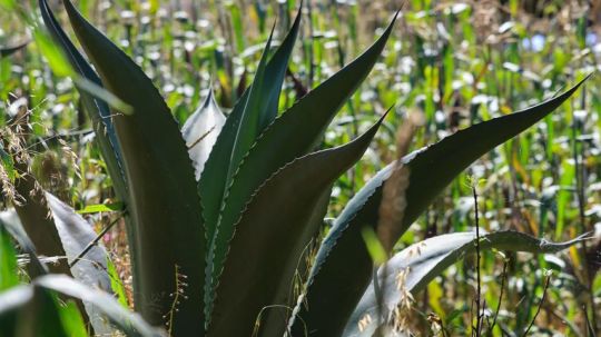 Reconocen al pulque de Tlaxcala como producto con indicación geográfica