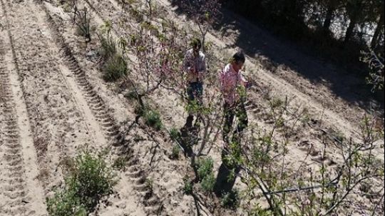 Secretaría de impulso agropecuario evalúa posibles daños en huertas de durazno en Atltzayanca
