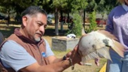 Universidad politécnica fortalece innovación acuícola con proyecto de tilapia
