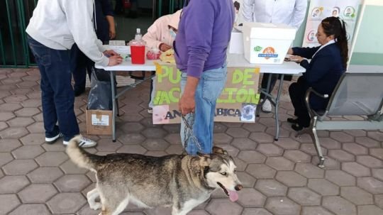 SESA e IMSS-Bienestar aplicarán más de 388 mil vacunas antirrábicas a perros y gatos