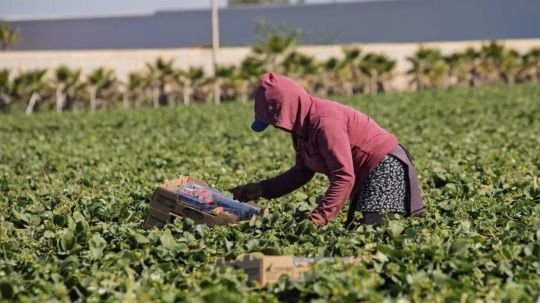 Trabajar entre la pobreza; así es en San Quintín