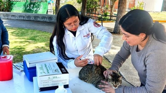Ayuntamiento de Tlaxcala dará continuidad a campaña antirrábica para mascotas que no fueron vacunadas en marzo