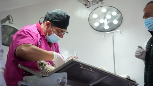 Gobierno de Alfonso Sánchez García impulsa nueva campaña gratuita de esterilización y vacunación animal