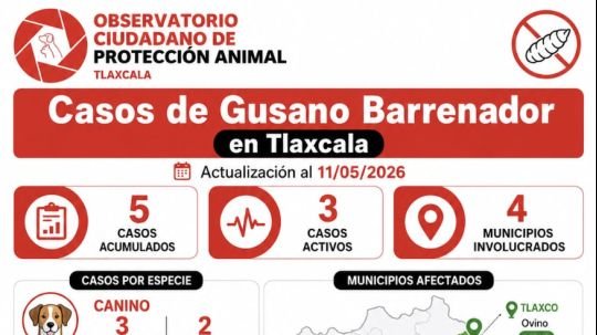 Casos de gusano barrenador en perros en Tlaxcala evidencian falta de respuesta pública