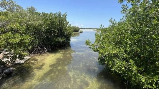 Con trabajo comunitario, pobladores de Yucatán rescatan manglares que los protegen de huracanes