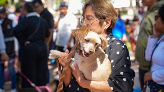 Habrá más jornadas gratuitas de esterilización en la capital tras éxito de primera campaña impulsada por Alfonso Sánchez