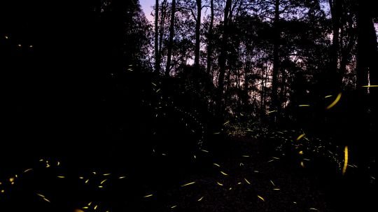 Luciérnagas futboleras; el avistamiento en los bosques tlaxcaltecas se suma a rutas turísticas oficiales del Mundial2026