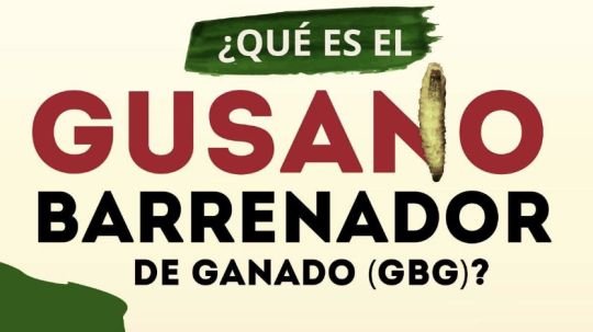 Huamantla se suma a campaña de prevención contra el gusano barrenador