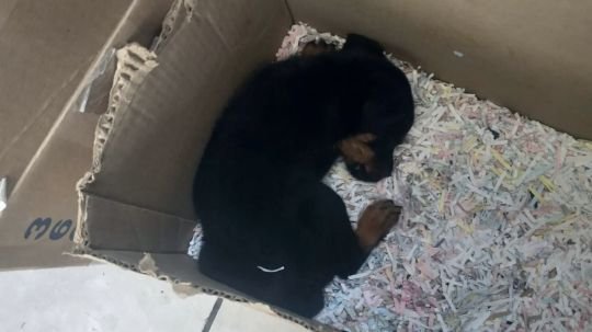 Rescatan en San Pablo del Monte a 12 cachorros que ofrecían en venta