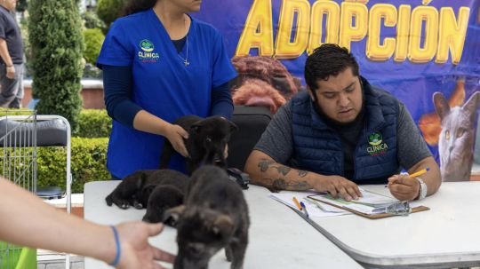 Adopta un amigo cambia historias y encuentra nuevos hogares para 12 perritos en Huamantla