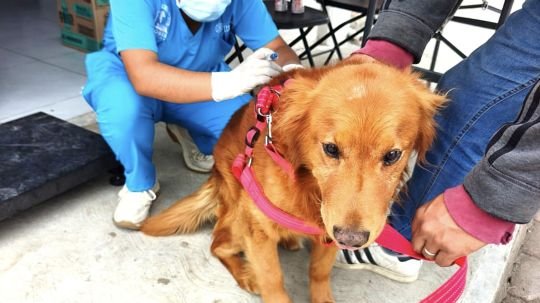 Fortalecen gobierno de Alfonso Sánchez y zoonosis de SESA la salud pública con exitosa campaña de esterilización animal