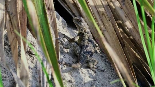 Investigadores del CTBC-UATx suman evidencia científica sobre anfibios y reptiles de Tlaxcala en conteo Latinoamericano