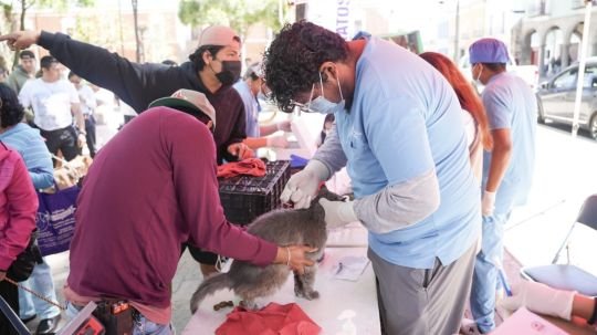 Ayuntamiento de Tlaxcala y SESA acercarán en julio nueva campaña gratuita de esterilización y vacunación canina y felina