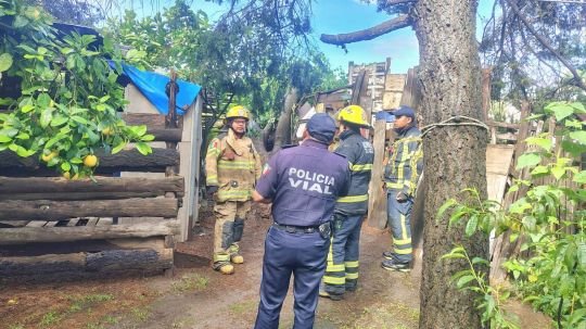 Previenen policía municipal y protección civil de la capital posible accidente por árbol en riesgo de caer en Atempan