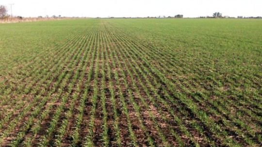 Campo de Tlaxcala incluido en proyecto millonario contra crisis climática mediante el proyecto Cuenca Balsas