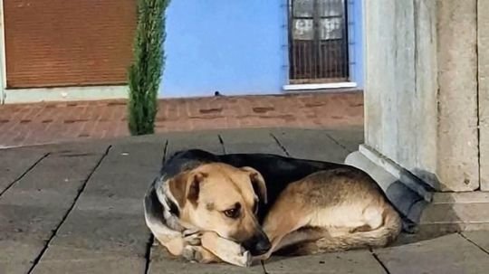Tlaxcala se mantiene entre las entidades con menor población humana y menor número de mordeduras por perro