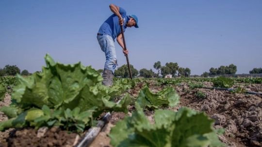 No hay evidencia de que lechuga que provocó brote de diarrea explosiva en EU venga de México: Kershenobich