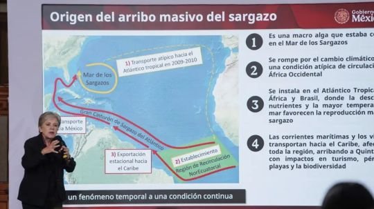 Gobierno invierte 2 mil mdp y refuerza estrategia para contener el sargazo en Quintana Roo: Sheinbaum