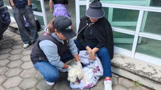 Ayuntamiento de Tlaxcala cierra con éxito campaña de bienestar animal; realiza 705 esterilizaciones