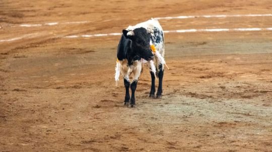 La tradición taurina se vive en la feria internacional del arte efímero y la dalia 2026