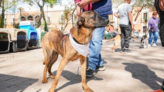 Ayuntamiento de Tlaxcala llama a continuar con el fortalecimiento del cuidado de las mascotas