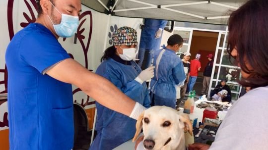 Ayuntamiento de Tlaxcala llama a continuar con el fortalecimiento del cuidado de las mascotas
