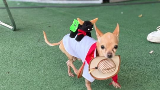 Perritos llenan de tradición y color con la expo canina en la feria