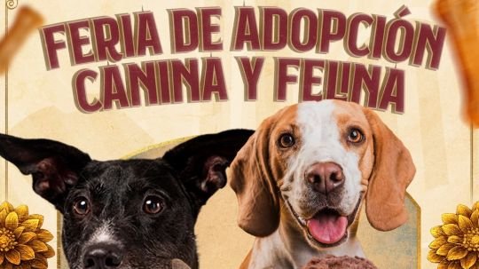 Feria internacional del arte efímero y de la dalia suma una jornada de amor y bienestar animal