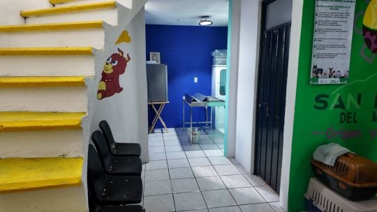 Vacunación antirrábica gratis todo el año en Unidad de Bienestar Animal de SPM