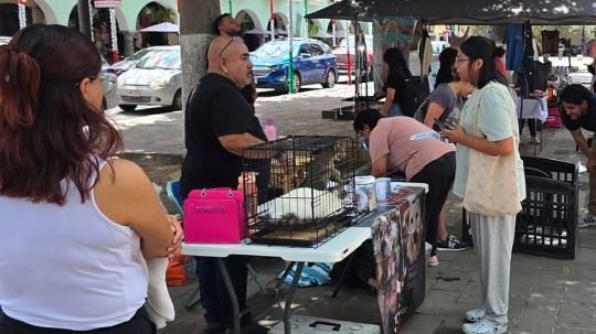Logra jornada de adopción del ayuntamiento de Tlaxcala y fundación Ángeles de Galatea nuevo hogar para 10 perros