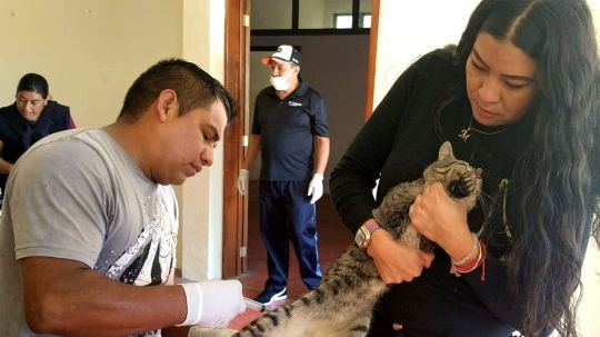 Con éxito, ayuntamiento de Tlaxcala y SESA realizaron jornada de vacunación antirrábica en comunidades de la capital