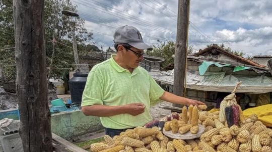 Luchan por preservar el maíz palomero toluqueño
