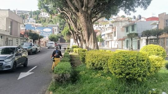 Ayuntamiento de Tlaxcala realiza poda de jacarandas para mejorar imagen urbana y seguridad en bulevar Mariano Sánchez