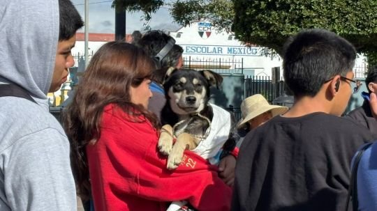 Realizan campaña de esterilización de perros y gatos en San Pablo del Monte