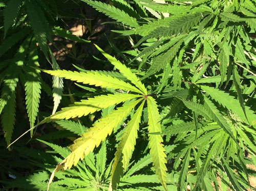 Marihuana, droga más consumida en Tlaxcala